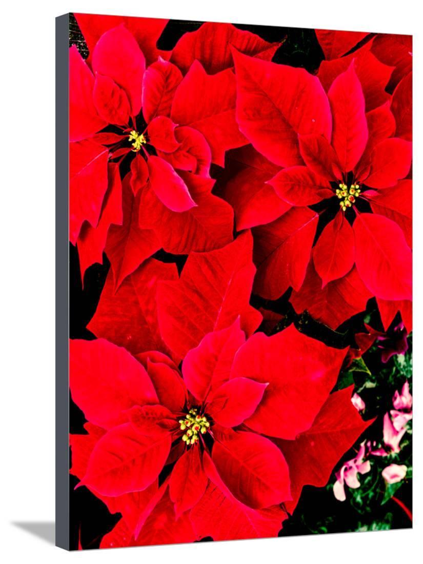Art print POSTER CANVAS Close-up of poinsettias